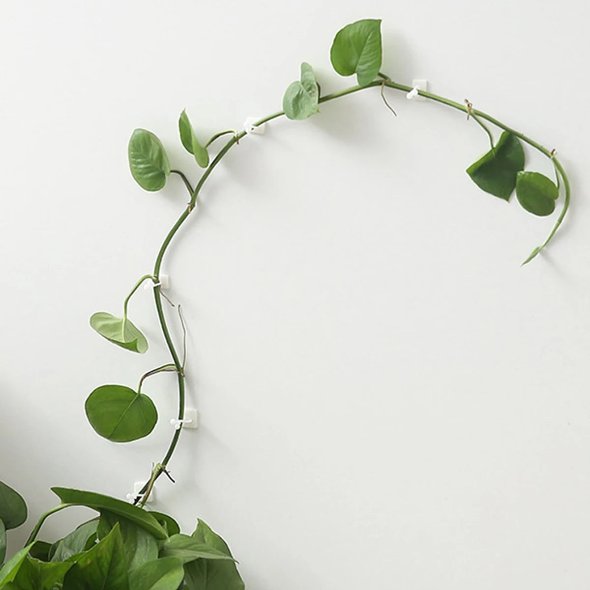 Self-Adhesive Plant Climbing Wall Clips Set of 10